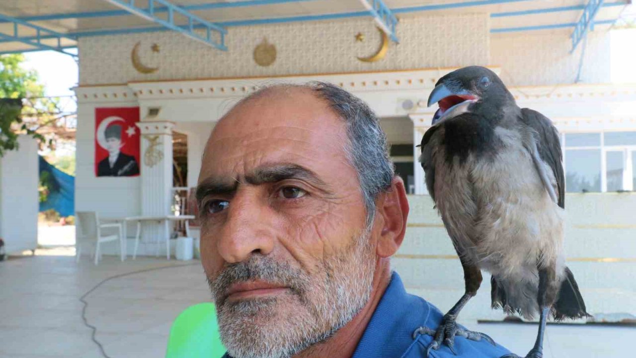 Kedilerin saldırısından kurtarılan yavru kargaya çocuğu gibi bakıyor