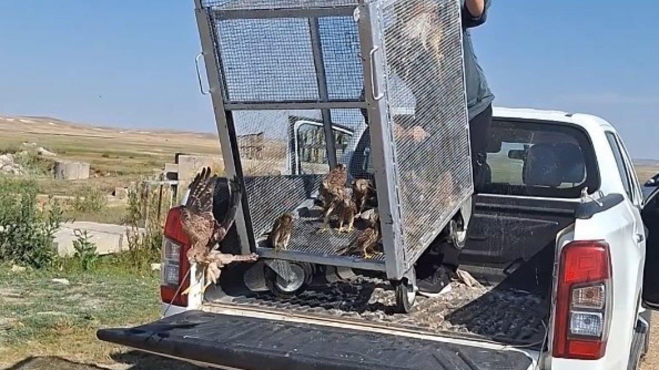 Sağlıklarına kavuşan kerkenezler doğaya salındı