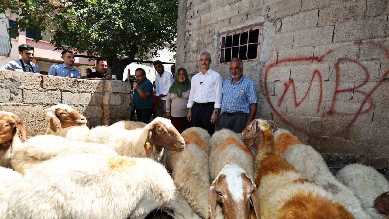 Belediyeden aldığı 16 koyunu 130’a çıkardı