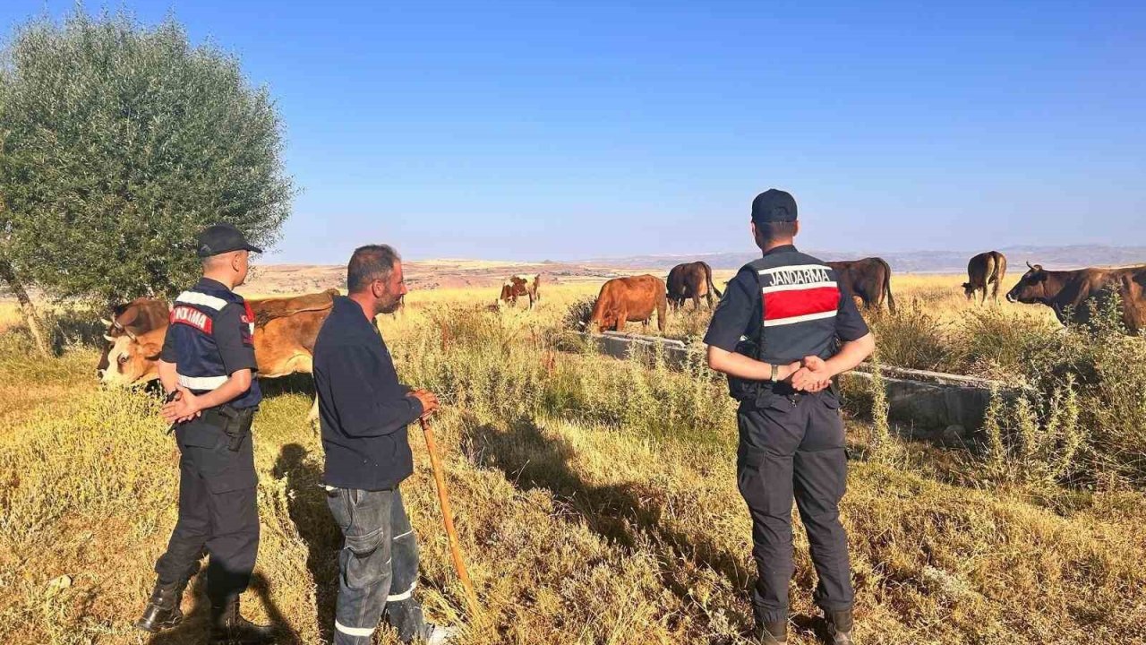 Kaybolan hayvanları jandarma buldu