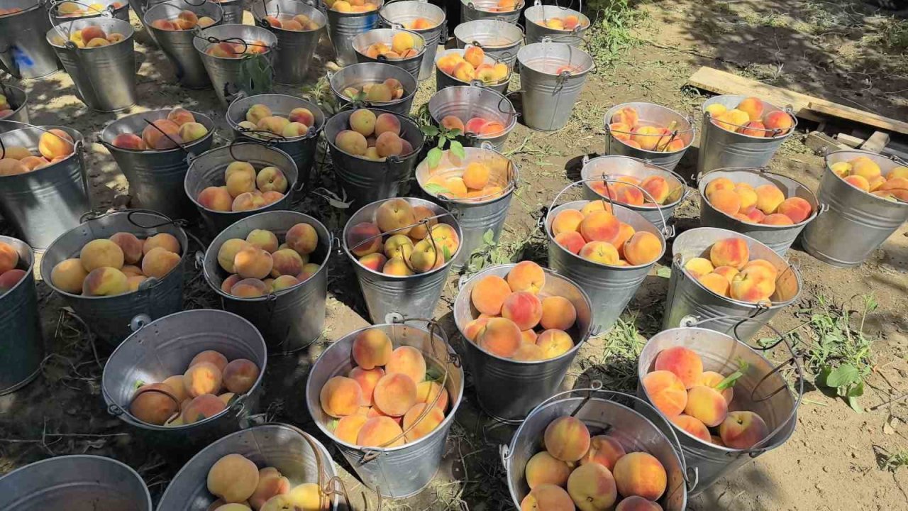 Tescilli Bursa şeftalisi hasadı başladı