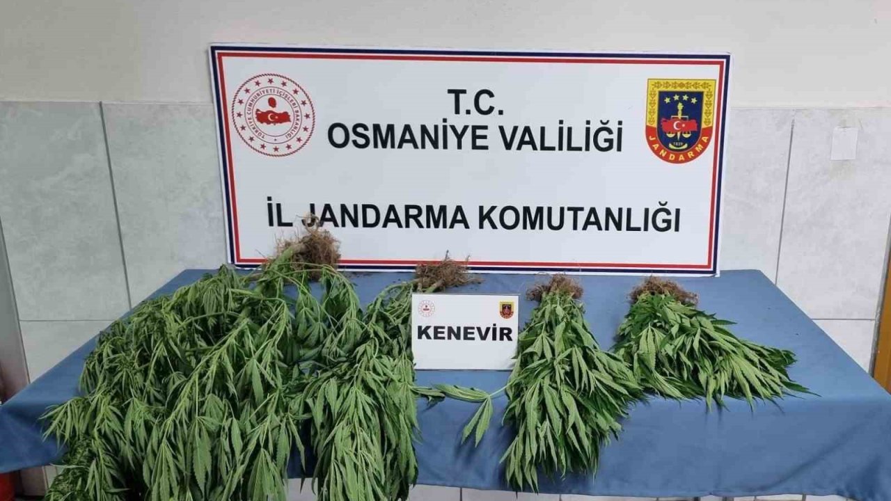 Jandarmadan uyuşturucu operasyonu: 10 gözaltı