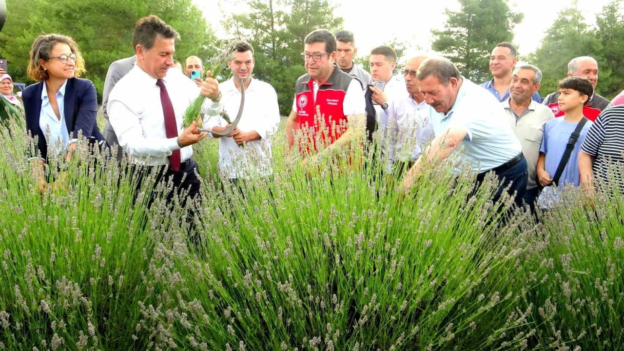 Muğla Büyükşehir Belediyesi’nden lavanta şenliği