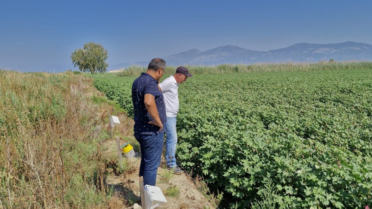 Didim’de beyaz altın hasat kontrolleri devam ediyor