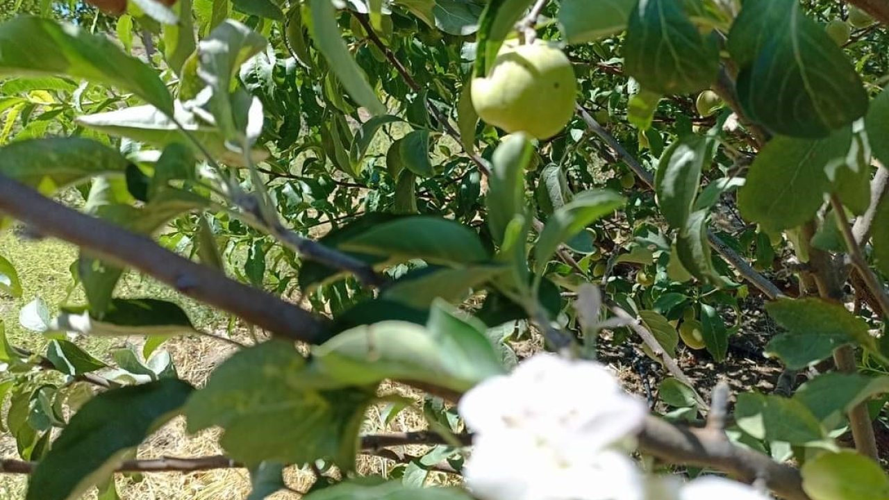 Tunceli’de elma ağacı, üzerinde meyve varken aynı zamanda çiçek açtı