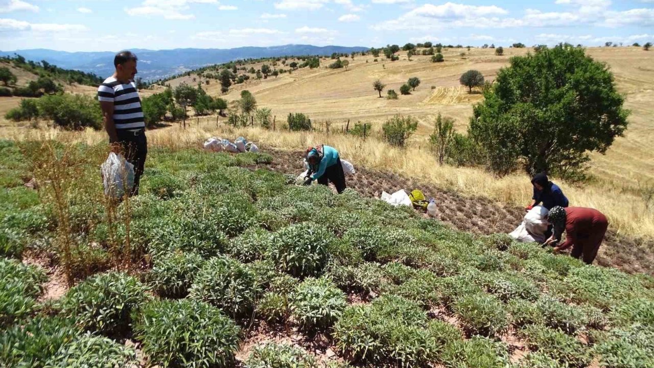 Kütahya’nın üretim merkezi olan Karsaban köyünde adaçayı hasadı başladı