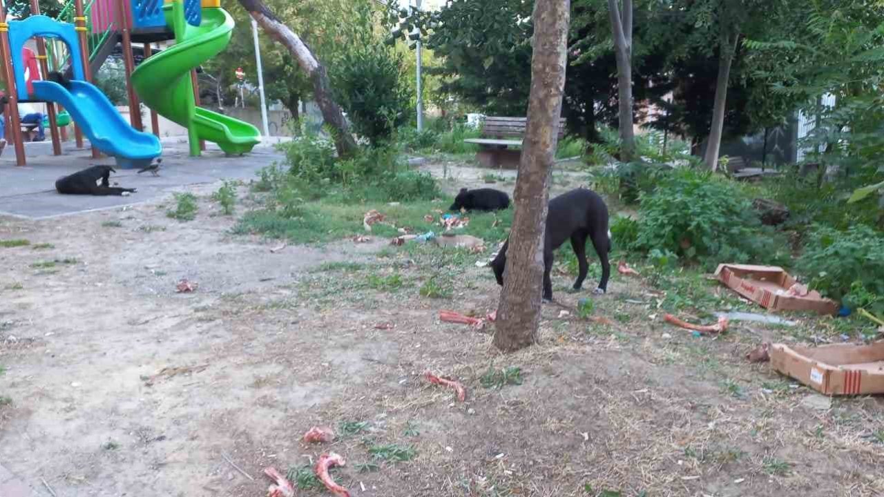 Beylikdüzü’nde köpekler kadına saldırdı: O anlar güvenlik kamerasında