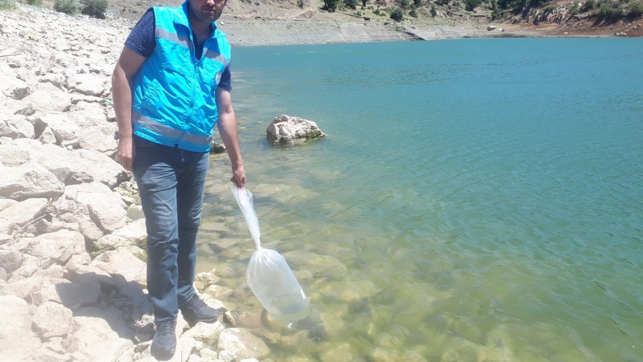 Tokat’ta göletler pullu sazanla canlanacak