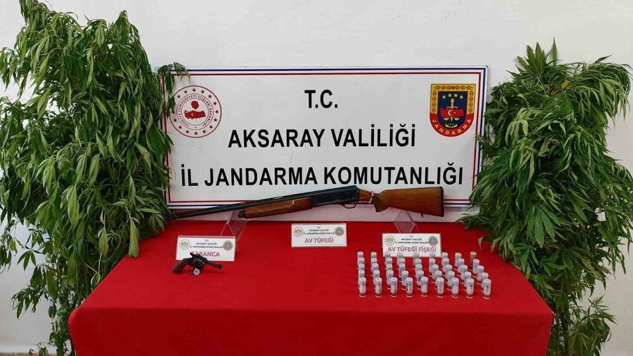 Kenevir yetiştirip uyuşturucu ticareti yapan 3 şahıs operasyonla yakalandı