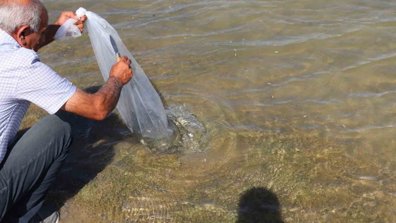 864 bin yavru sazan Sivas’ta göllere bırakıldı