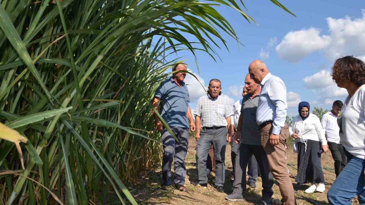 Bafra Ovası’nda maralfalfa yem bitkisi denemesi