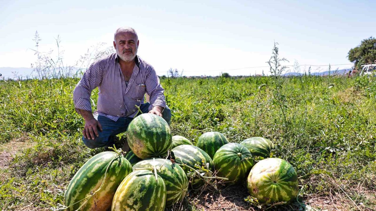 Denizli’de üreticinin elinde kalan karpuzları büyükşehir aldı