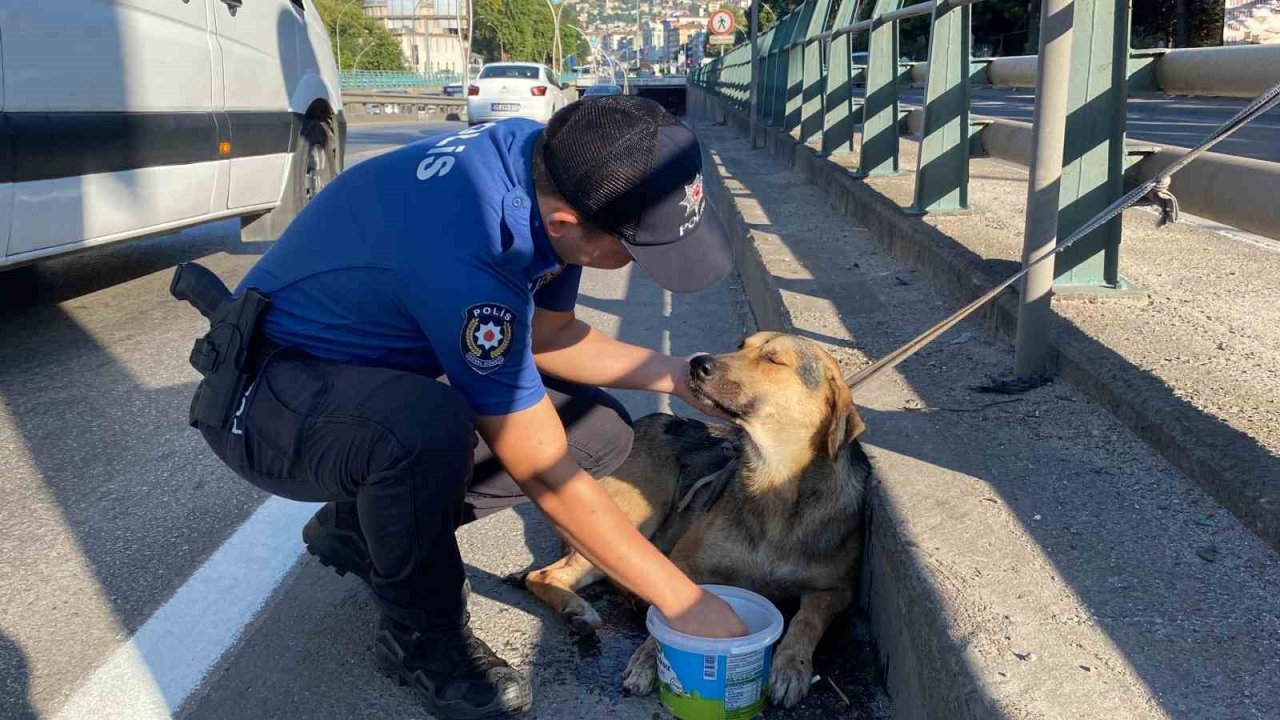 Korku dolu gözlerle bekleyen yaralı köpeği polis kurtardı