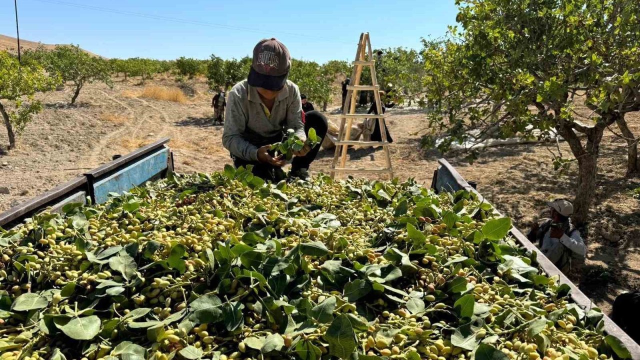 Yeşil altında yüksek rekolte, düşük fiyat