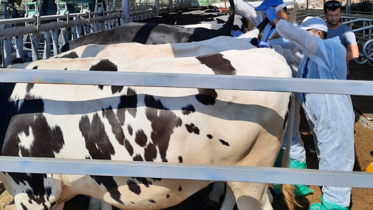 Kuyucak’ta hayvan sağlığı için kan örnekleri alındı