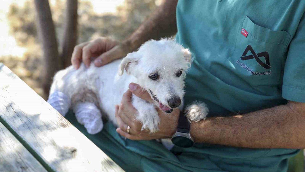 Polis ve itfaiye kurtarmıştı: Ayakları kesilen köpek sağlığına kavuştu