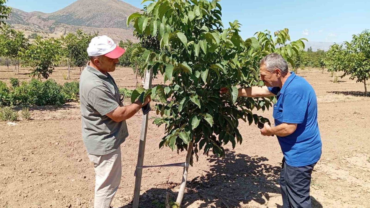 Erzincan’da ceviz yetiştiriciliği artıyor