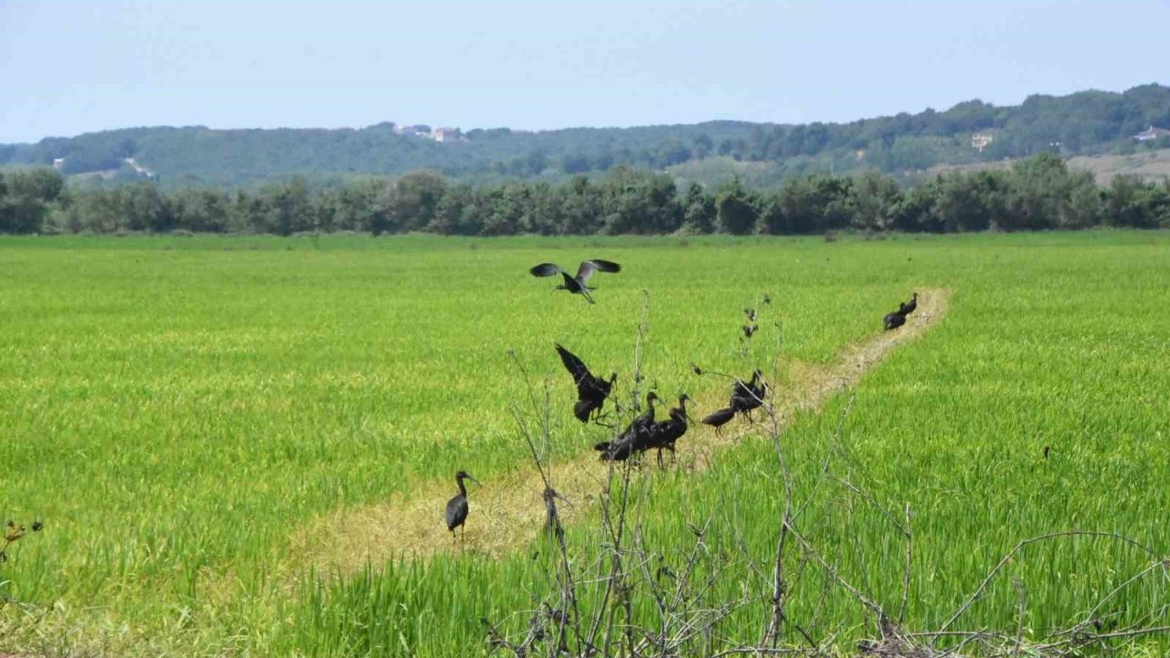 Sinop’ta nesli tükenmekte olan çeltikçi kuşlar görüntülendi