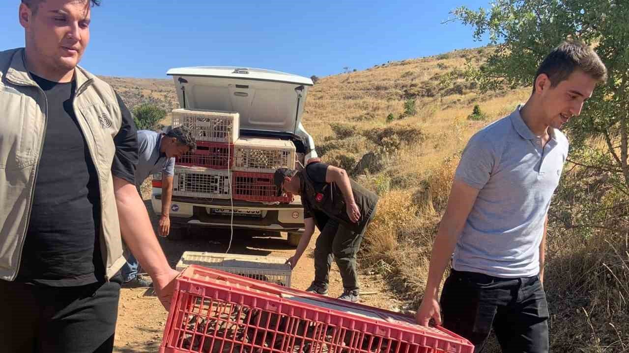 Elazığ’da doğaya keklik salımı gerçekleştirildi, alan 3 yıl boyunca ava kapatıldı