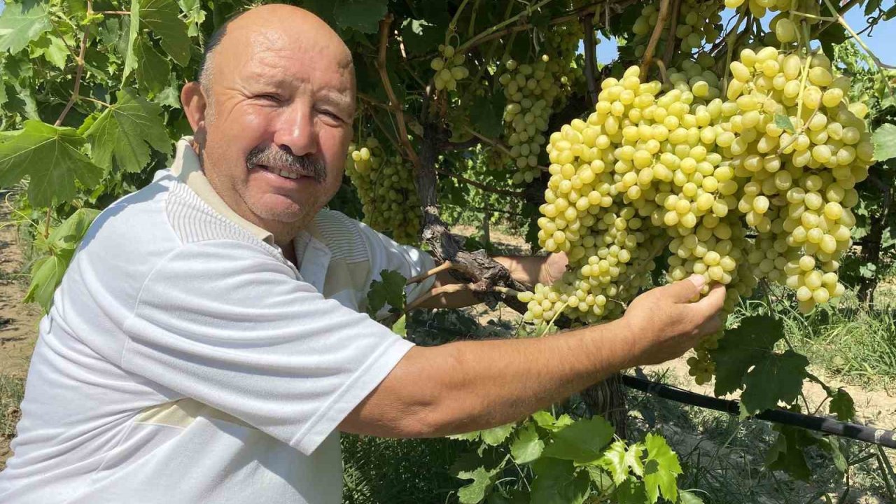 Alaşehirli üzüm üreticileri satışlarını güvenle yapacak