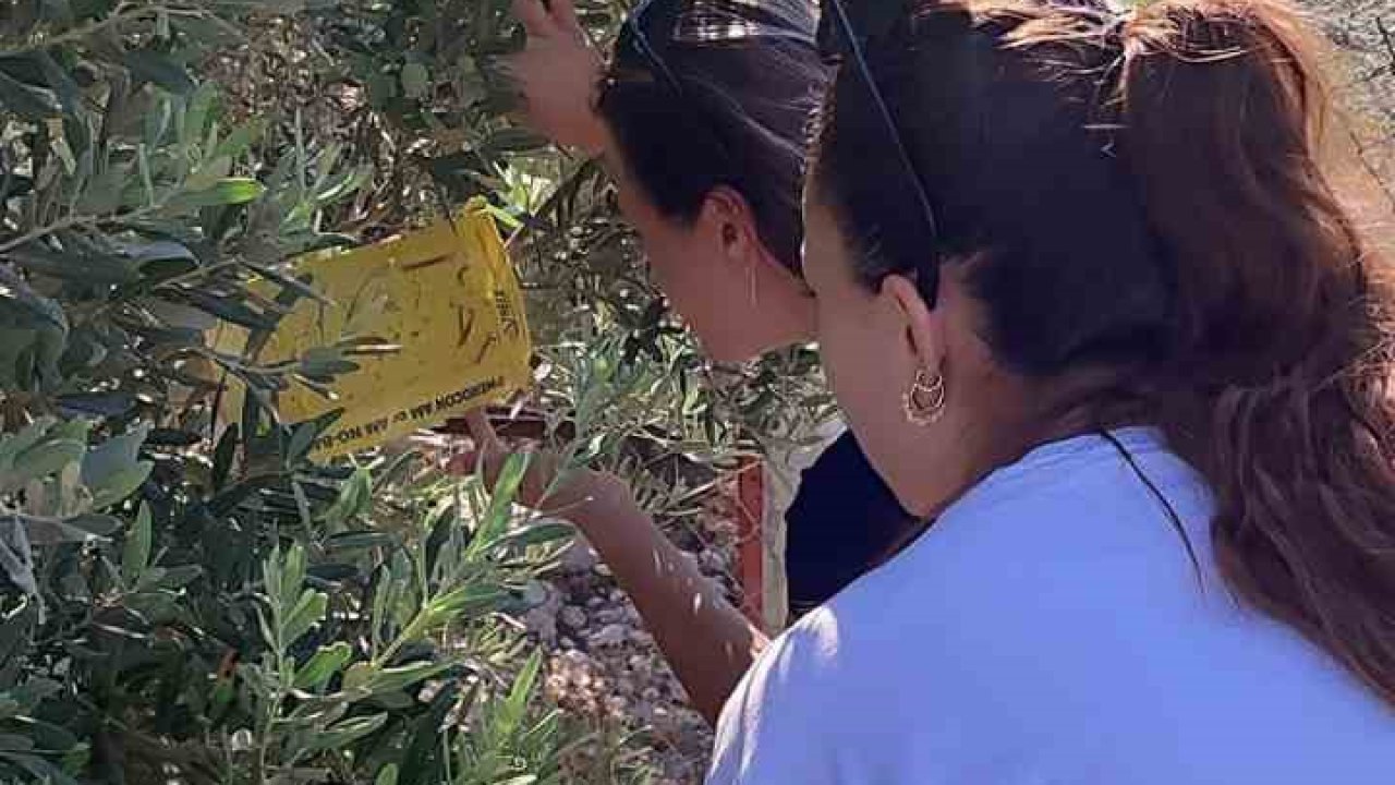 Zeytin üreticilerine “ilaçlama” çağrısı