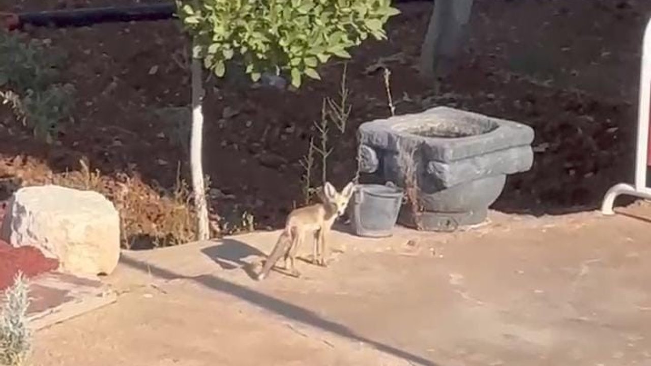 Tavuklar su içmeye gelen tilkiyi uzaklaştırdı