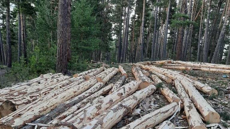 Sarıkamış ormanları yok oluyor, ağaç kesen 21 şahıs yakalandı