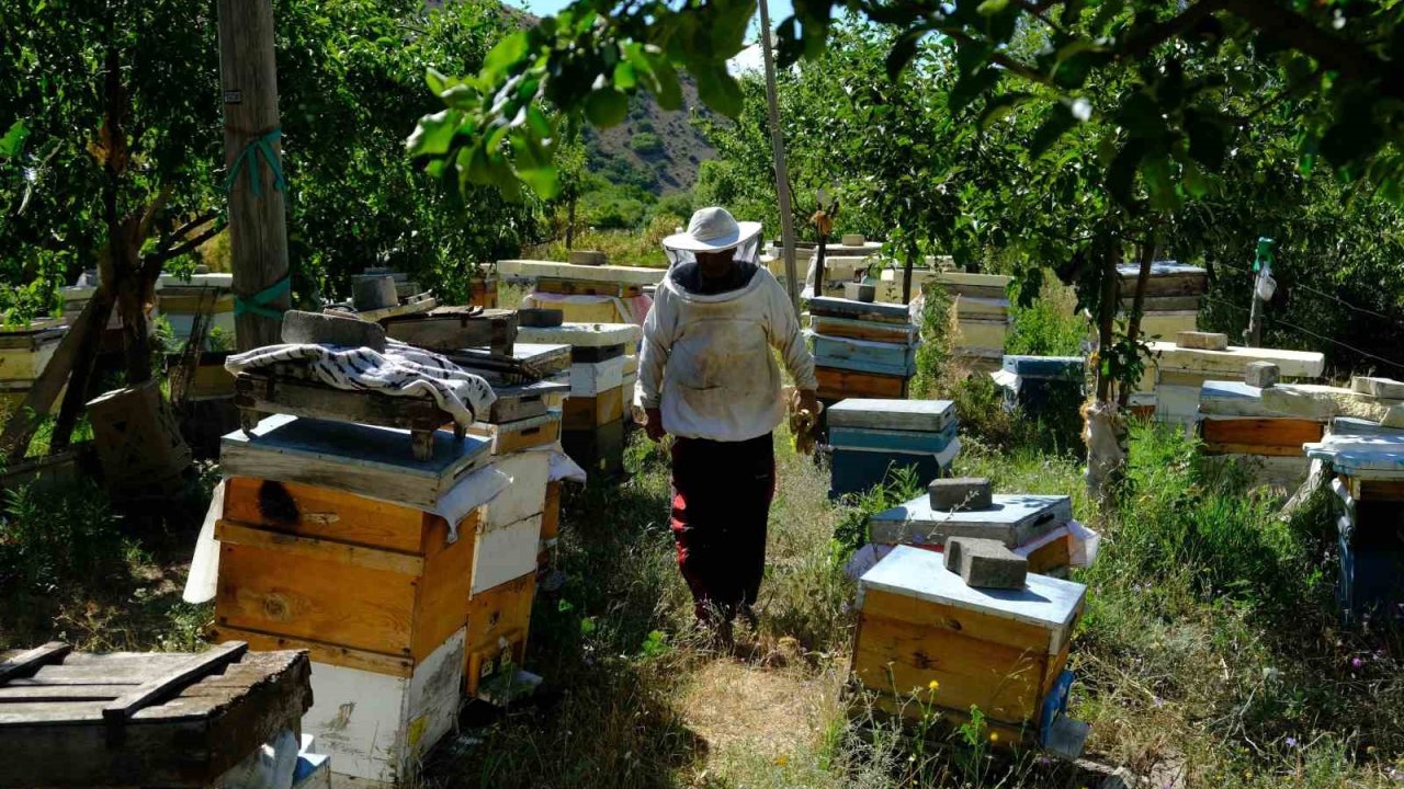 Arıcılar hasat için gün sayıyor