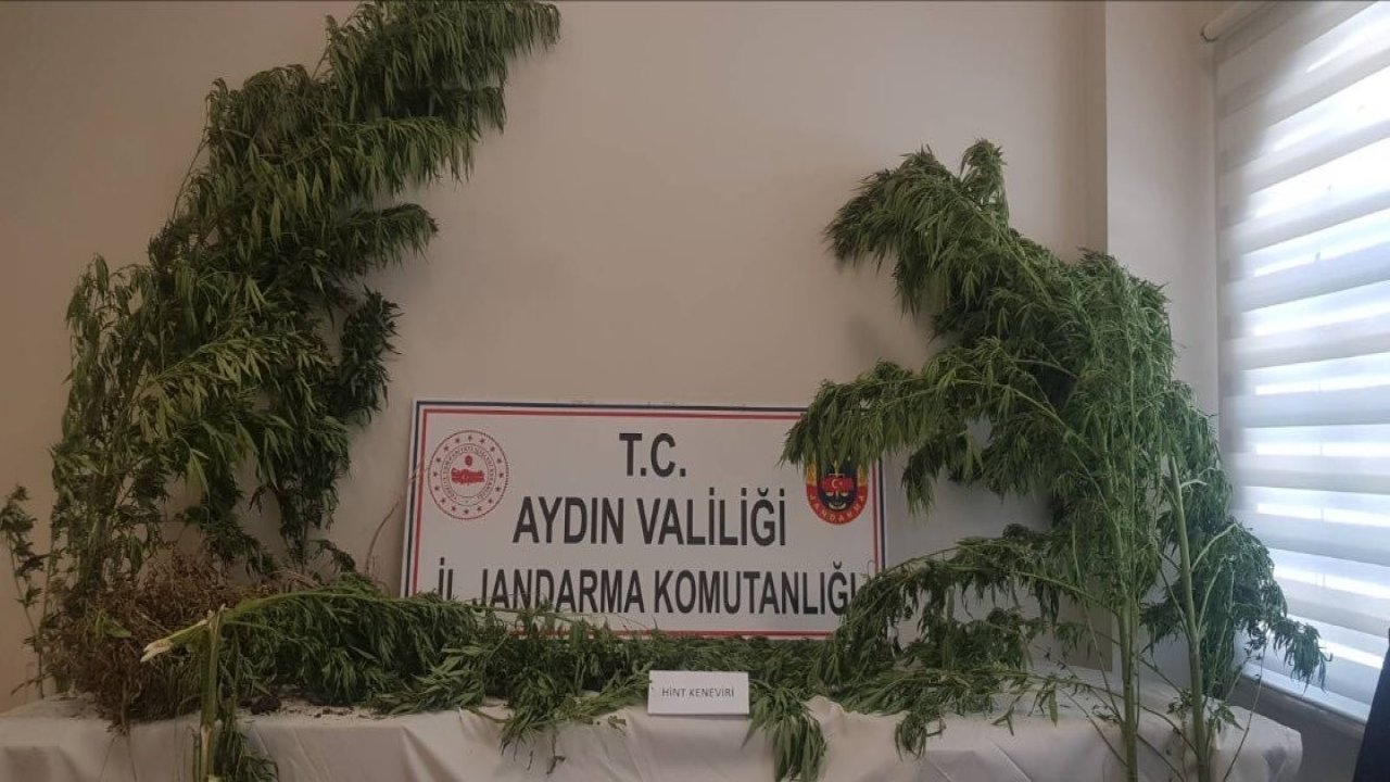 Aydın’da 44 kök kenevir ele geçirildi