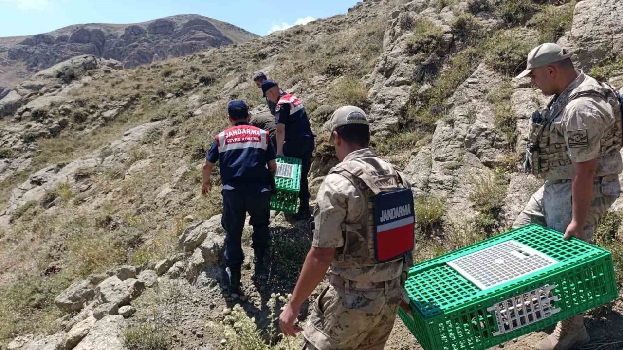 Ağrı’da keklikler doğaya salındı