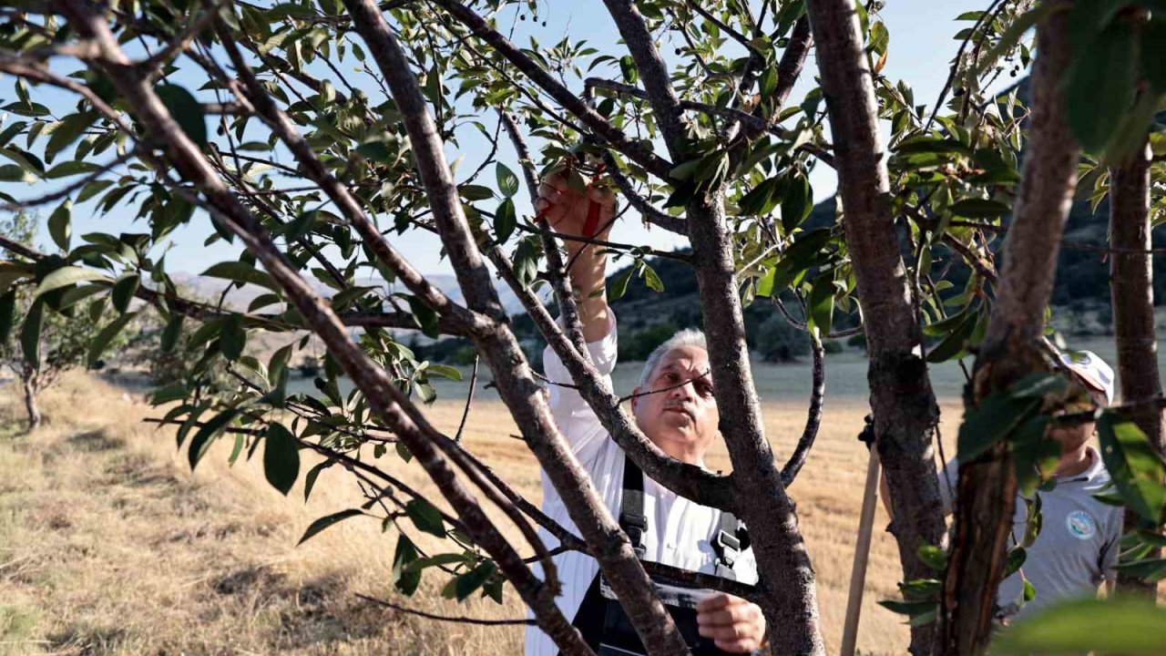 Talas’ın bahçıvan başkanı