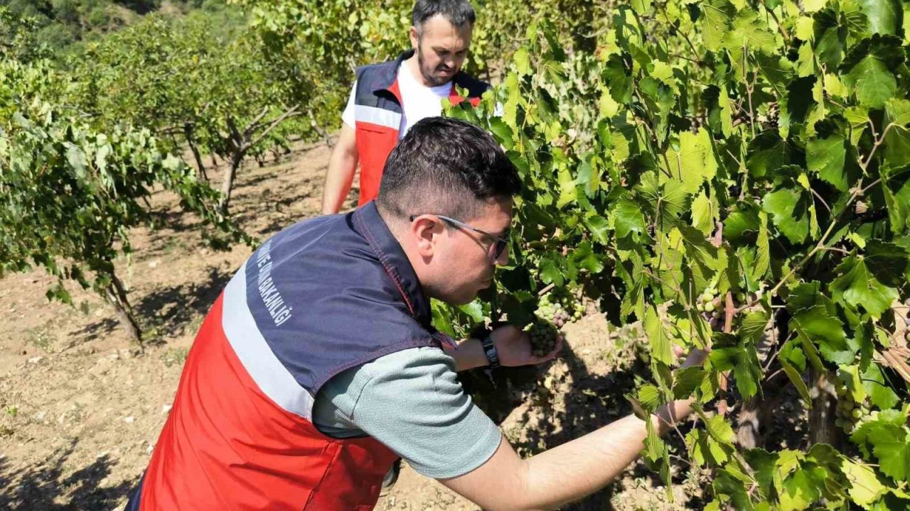 Emet’te üreticiler Antep fıstığı ve üzüm hastalık ve zararlıları konusunda bilgilendirildi