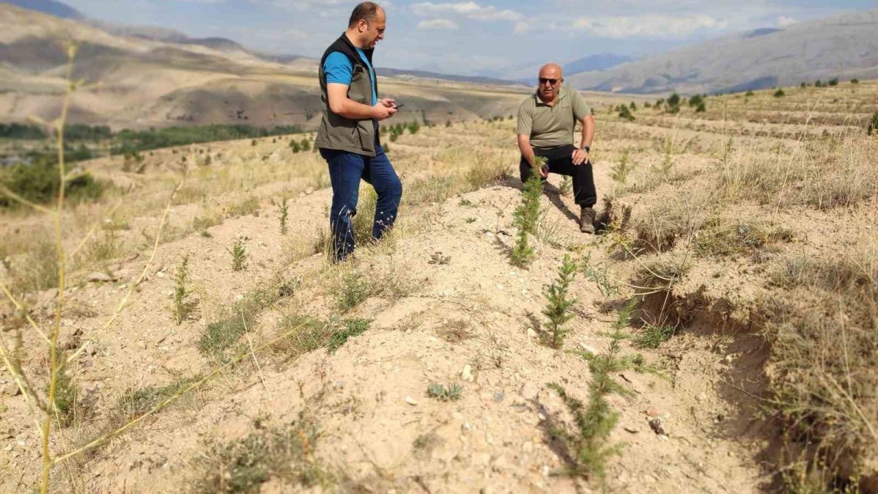 180 bin adet sedir ve 40 bin adet karaçam dikimi yapılan sahalarda incelemelerde bulunuldu