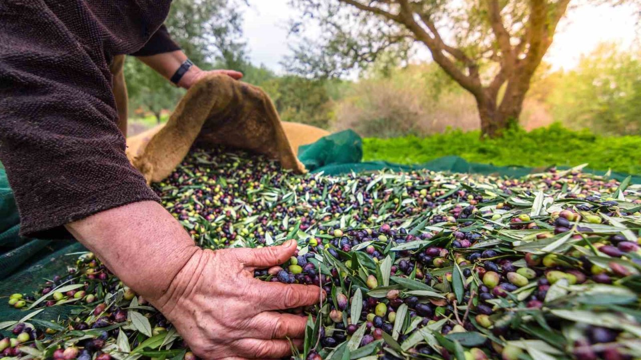 Aydın’ın önemli ürünlerinden sofralık zeytin, ihracatta 200 milyon dolara koşuyor