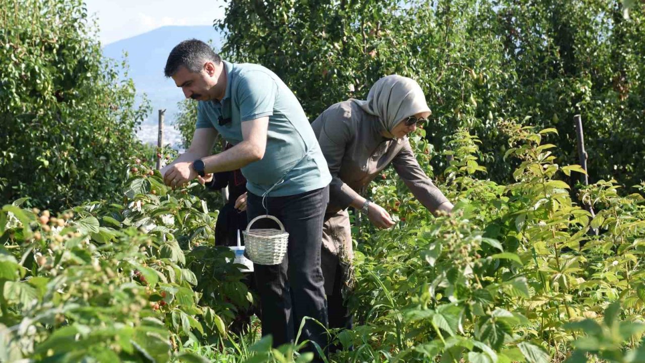 Yıldırım’da tarladan sofraya kadın eli