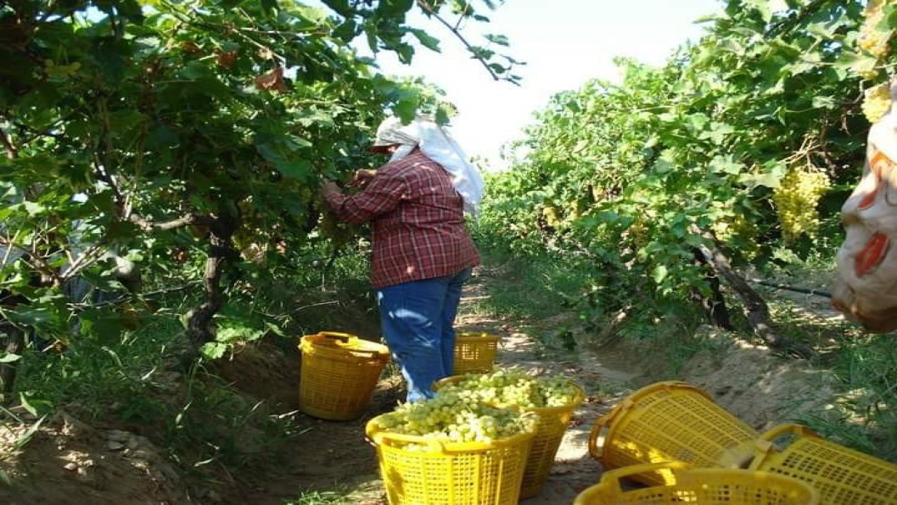 Sarıgöl’de üzüm hasadı sürüyor