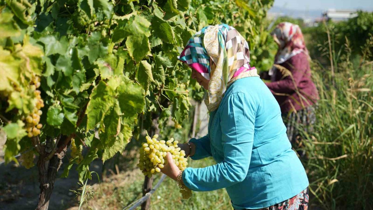 Erken hasat kuru üzümde kilogram kaybına neden oluyor