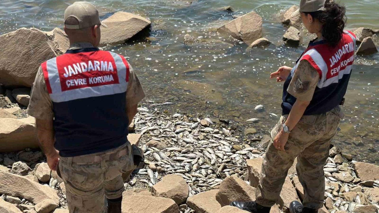 Diyarbakır’da baraj kıyısında çok sayıda ölü ‘Asya Sazanı’ bulundu