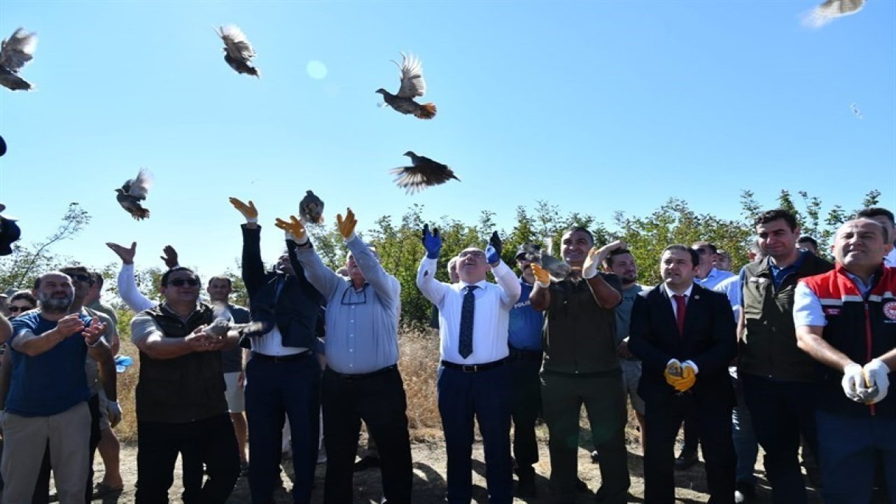 Tekirdağ’da 300 adet çil keklik doğaya salındı