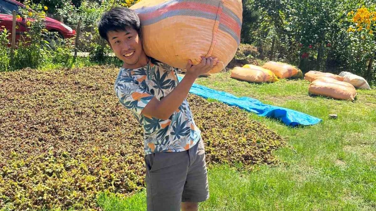 Japonya’dan ticaretini yaptığı fındığı tanımak için Giresun’a gelip fındık topladı