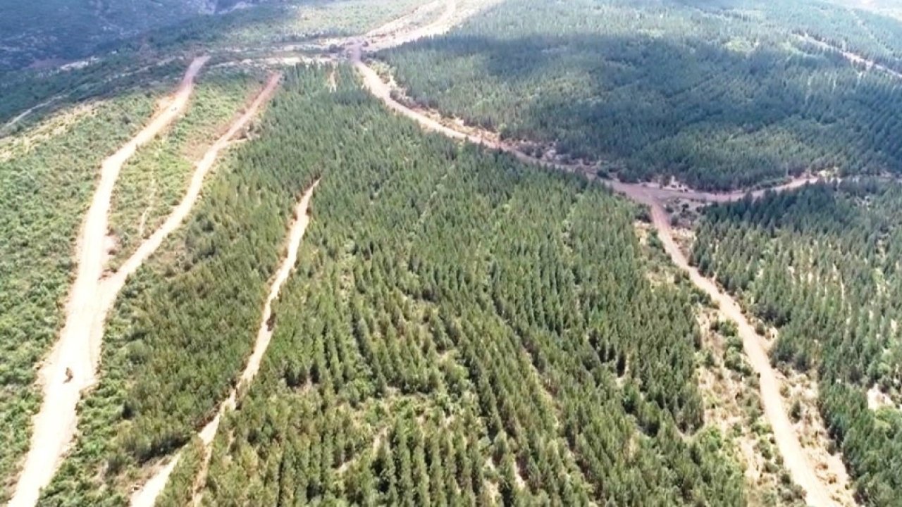 Tavşanlı’da ağaçlandırma sahalarındaki yollarda bakım çalışması