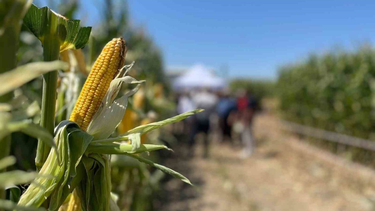 Farklı şehirlerden gelen çiftçiler, tarlada yetişen mısırları inceledi