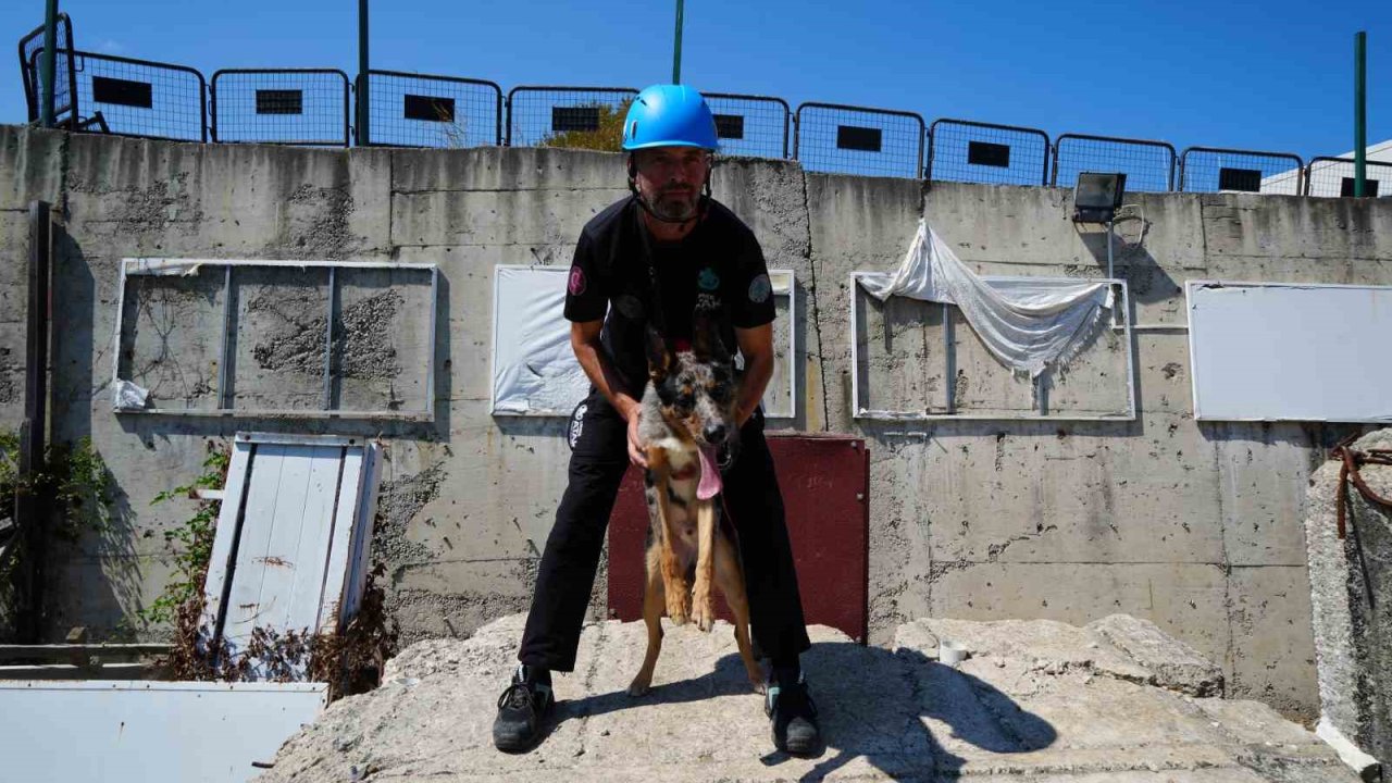 Sağlık Bakanlığı’nın ilk arama-kurtarma köpeği ’Shollie’ afetlere Samsun’da hazırlanıyor