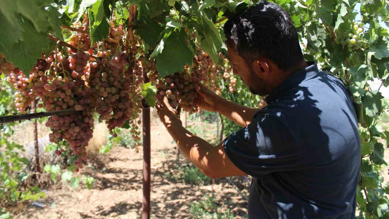 Siirt’te üzüm hasadı başladı