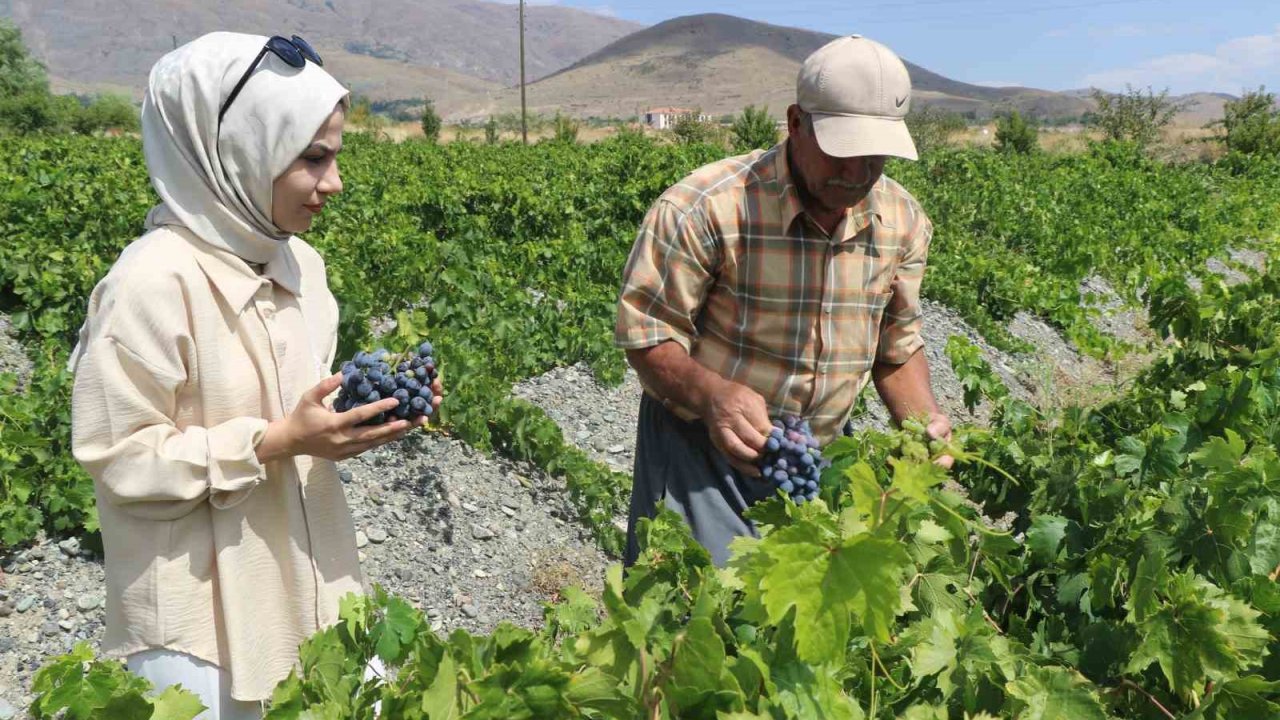 Tescilli Cimin üzümünde hasat zamanı