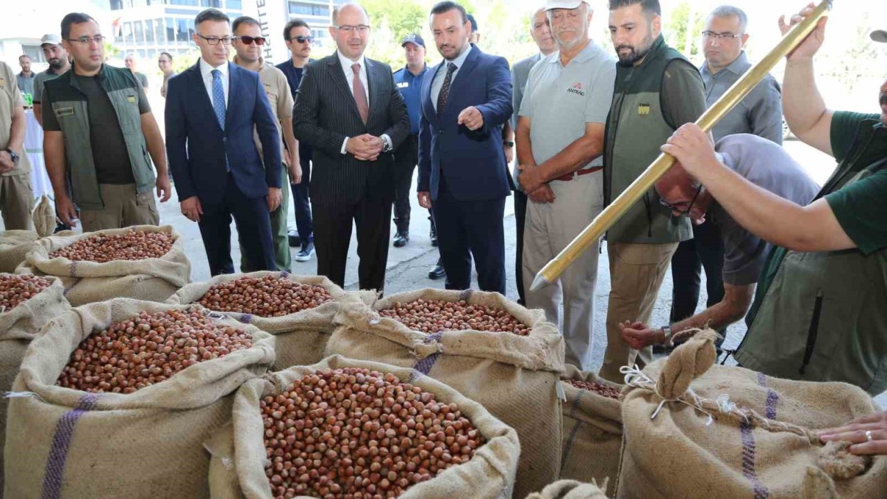 TMO Giresun’da ilk fındığı 135,96 liradan aldı