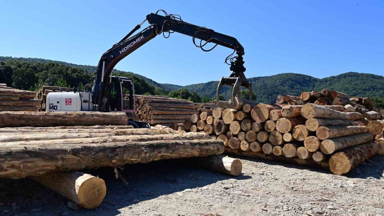 Karadeniz’in en büyük orman deposu Sinop’ta