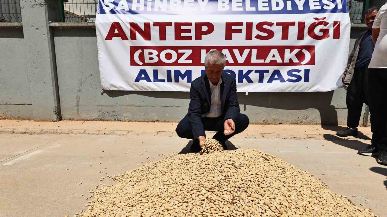 Şahinbey Belediyesi fıstık alımına başladı