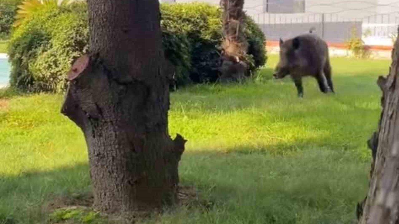 Villaya kaçak giren domuz havuza böyle düştü