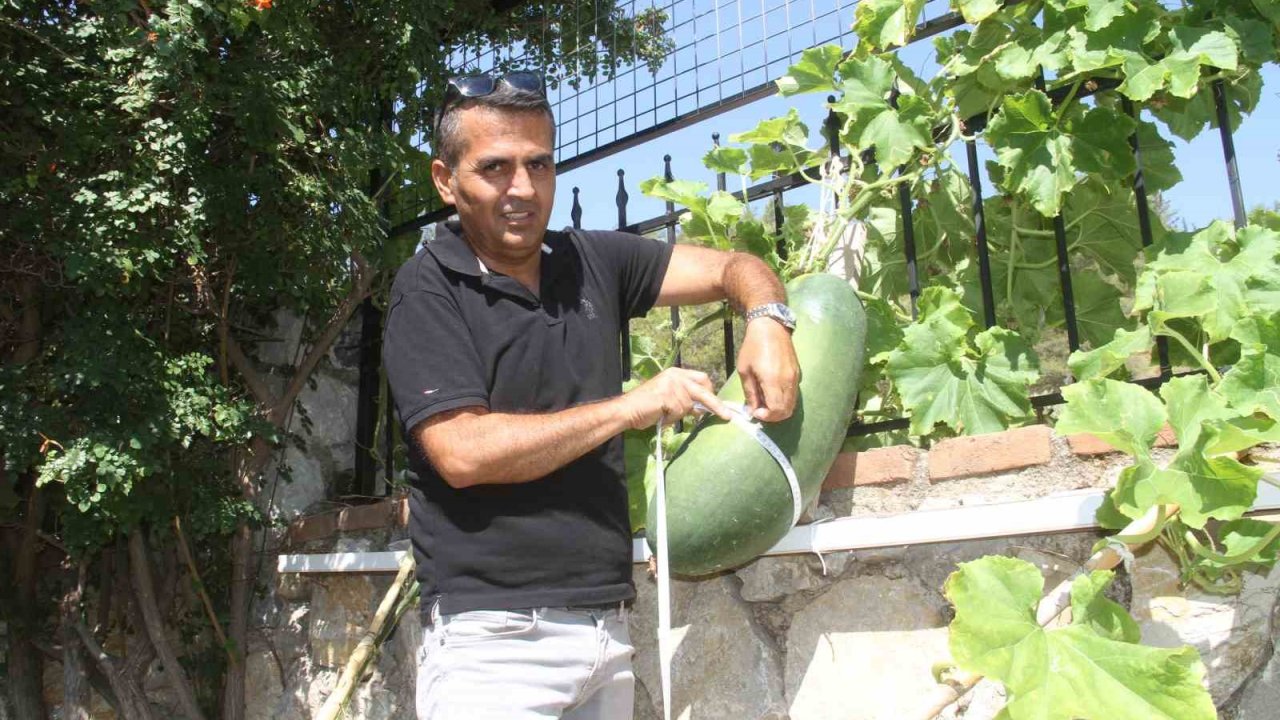 Fethiye Huzurevi’nde dev salatalık yetiştirdi